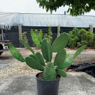 Opuntia Green Large Leaf