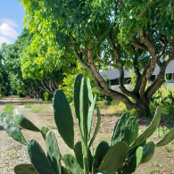 Opuntia Green