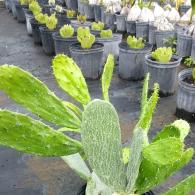 Opuntia Cactus Green