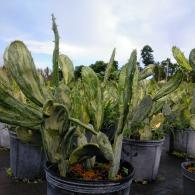 Opuntia Cactus Variegared