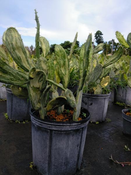 Rare plant, in 10" and 14" pots