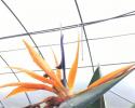 Orange Bird of Paradise flower