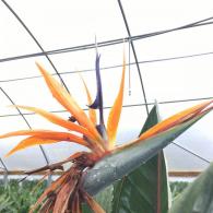 Orange Bird of Paradise flower