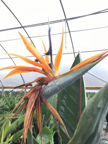 Orange Bird of Paradise flower