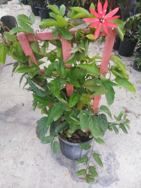 Passion Trellis Red 10"