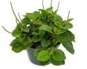Available in 4", 6" & 8" hanging baskets
