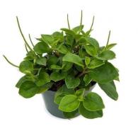 Peperomia Cubensis
