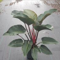 Philodendron Congo Red
