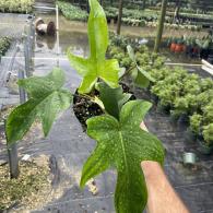 Philodendron Florida