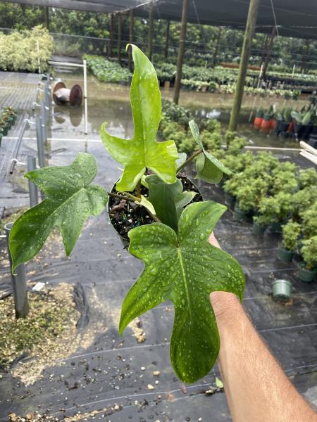 New Variety! 6" pot