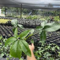 Philodendron Gouldii