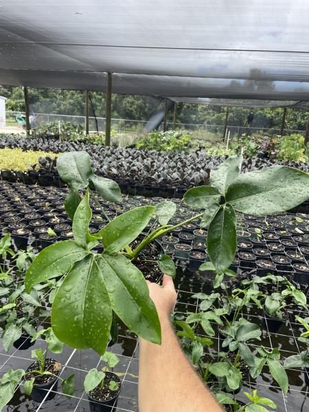 New Variety! 6" pot