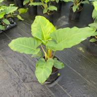 Philodendron Jungle Fever