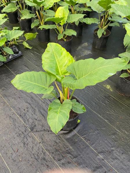 Available in 6" pots