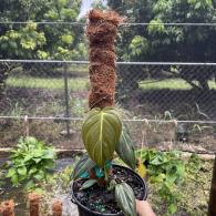 Philo Melanochryscum Totem