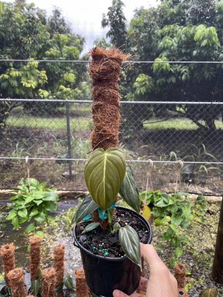 Available in 6" pots & 6" totem