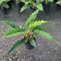 Philodendron Narrow Escape