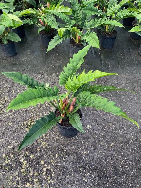 Available in 6" pots