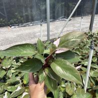 Philodendron Pink Princess