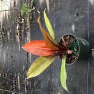 Philodendron Prince of Orange 6