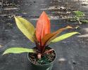 Available in 6", 8" & 10" pots