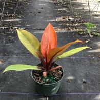 Phildendron Prince of Orange