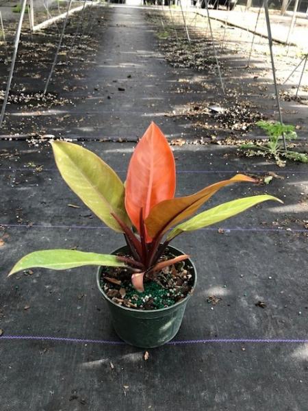 Available in 6", 8" & 10" pots