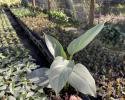 Available 4", 6", 8", 10" pots, trellis & hanging baskets