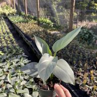 Philodendron Hastatum (Silver Sword)
