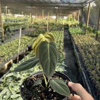 Philodendron Melanochryscum