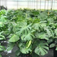 Philodendron Monstera