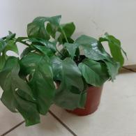 Philodendron Monstera Minima