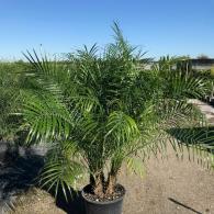 Phoenix Roebelenii Palm