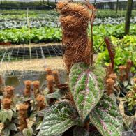 Piper Crocatum Totem