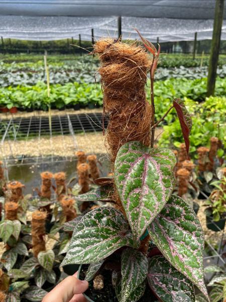 New Variety!  6" pot