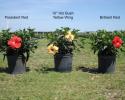 Available in Bush, Standard, Braided, Topiary, Multi Stem starting in 6", 8" 10", 12", 14", 17" & 21" pots