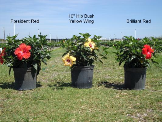 Available in Bush, Standard, Braided, Topiary, Multi Stem starting in 6", 8" 10", 12", 14", 17" & 21" pots