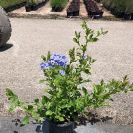 Plumbago Bush 6