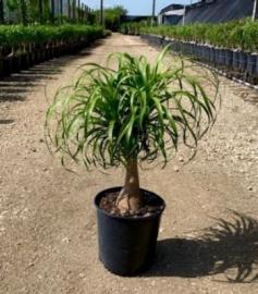 Ponytail Palm Guatemalan