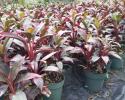 We offer 45 varieties of colorful Cordyline in sizes from 3" to 14" pots
