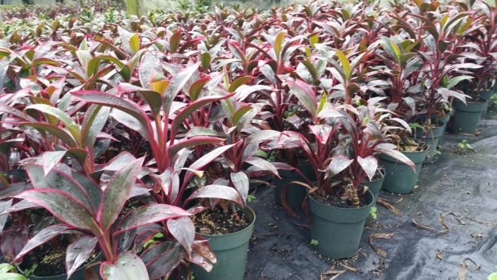 We offer 45 varieties of colorful Cordyline in sizes from 3" to 14" pots