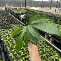 Dragon Tail Pothos