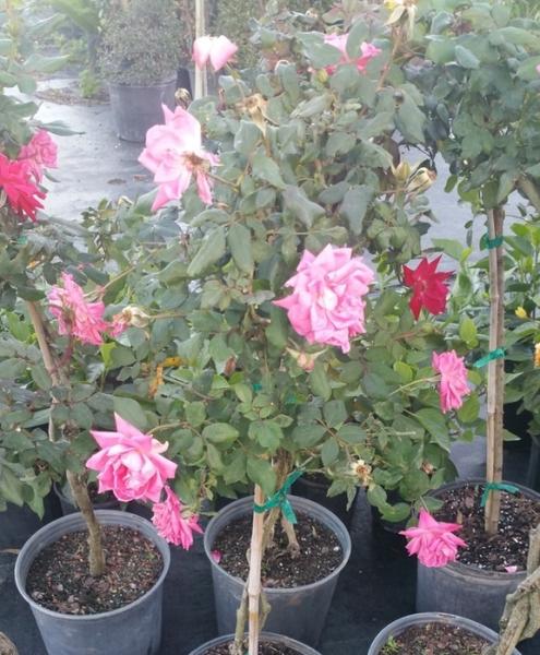 Rose Standard 10"