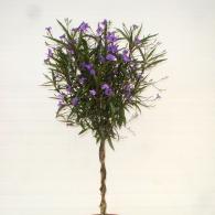 Ruellia Braid 10