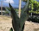 Sansevieria Black Dragon 6 inch