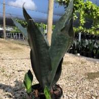 Sansevieria Black Dragon 6 inch