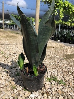 Sansevieria Black Dragon 6 inch