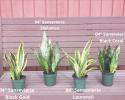 We have over 40 varieties of the snake plant from 3" to 17" pots