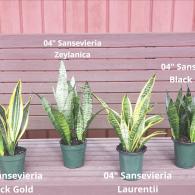 Sansevieria Assortment 4