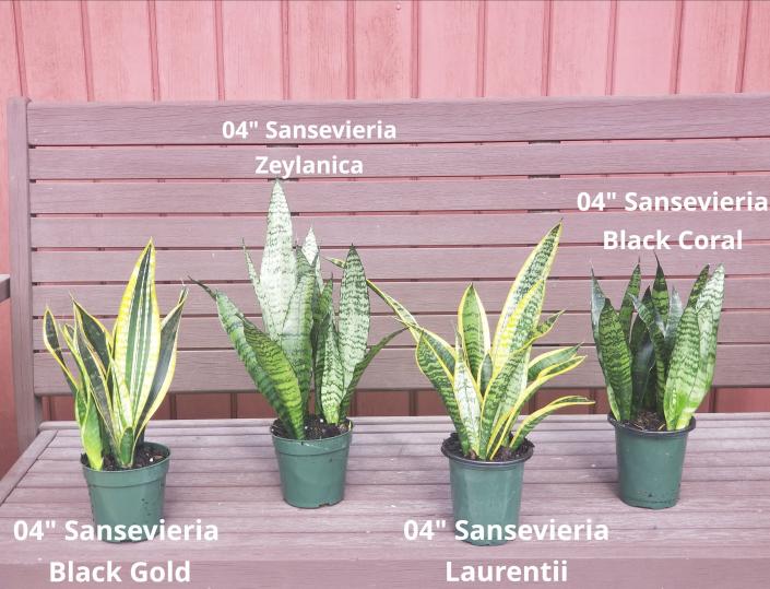 We have over 40 varieties of the snake plant from 3" to 17" pots